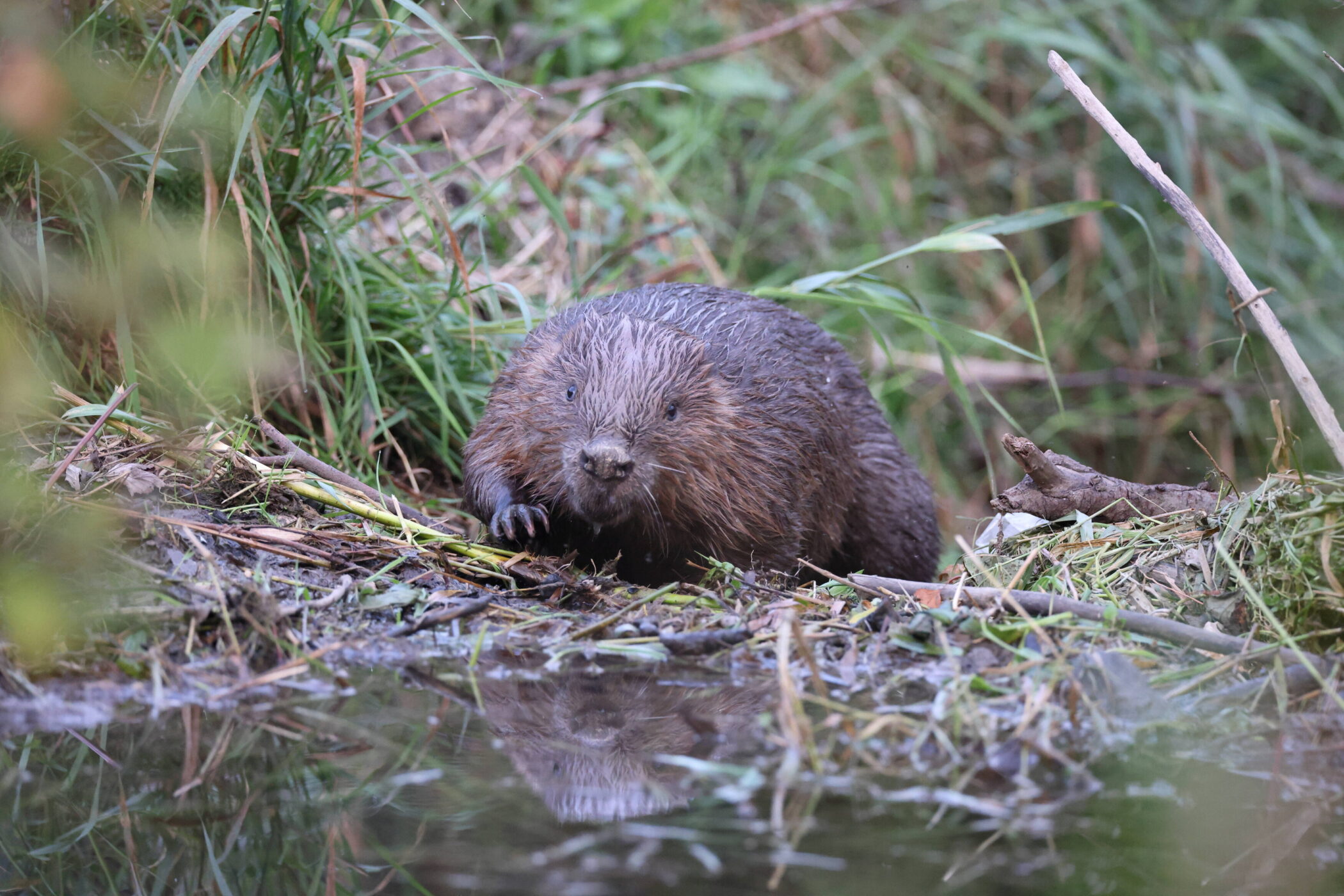 Biberratte am Ufer, umgeben von Gras und Zweigen.