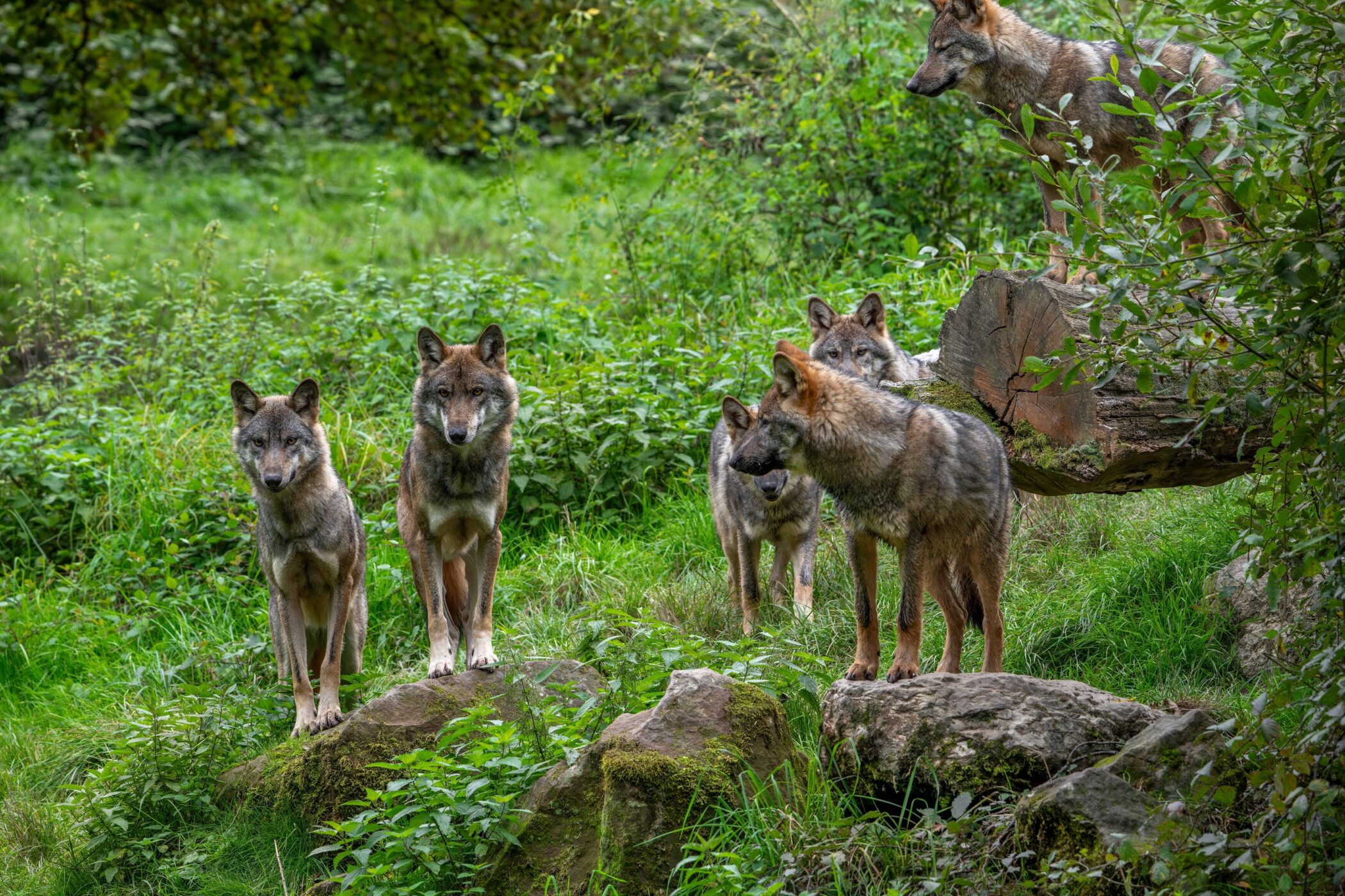Sechs Wölfe stehen und gehen im dichten grünen Wald.