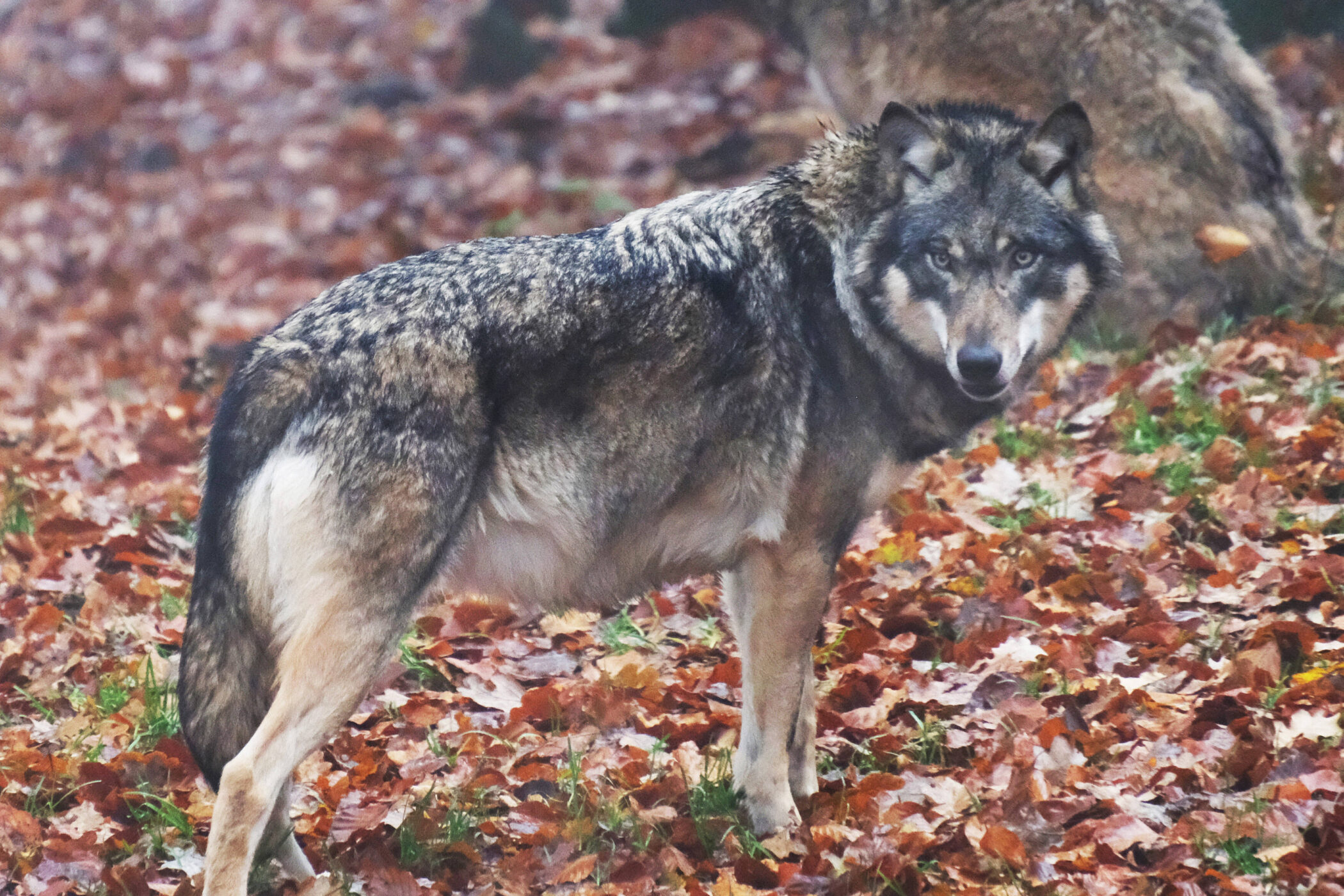 Wolf im Herbstlaub, Blick zur Kamera, ein weiterer Wolf im Hintergrund.