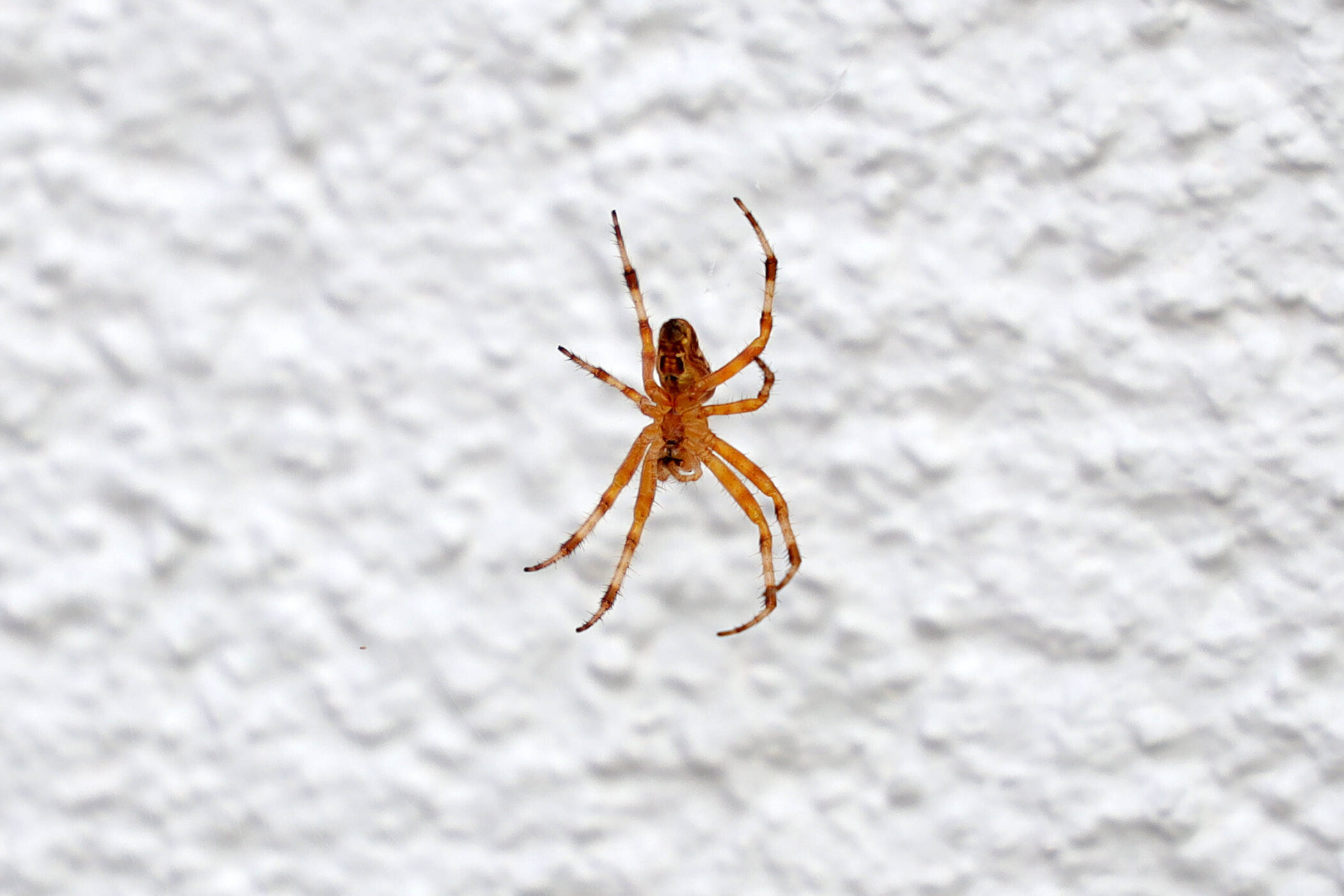 Orange-gelbe Spinne an einer weißen, strukturierten Wand.