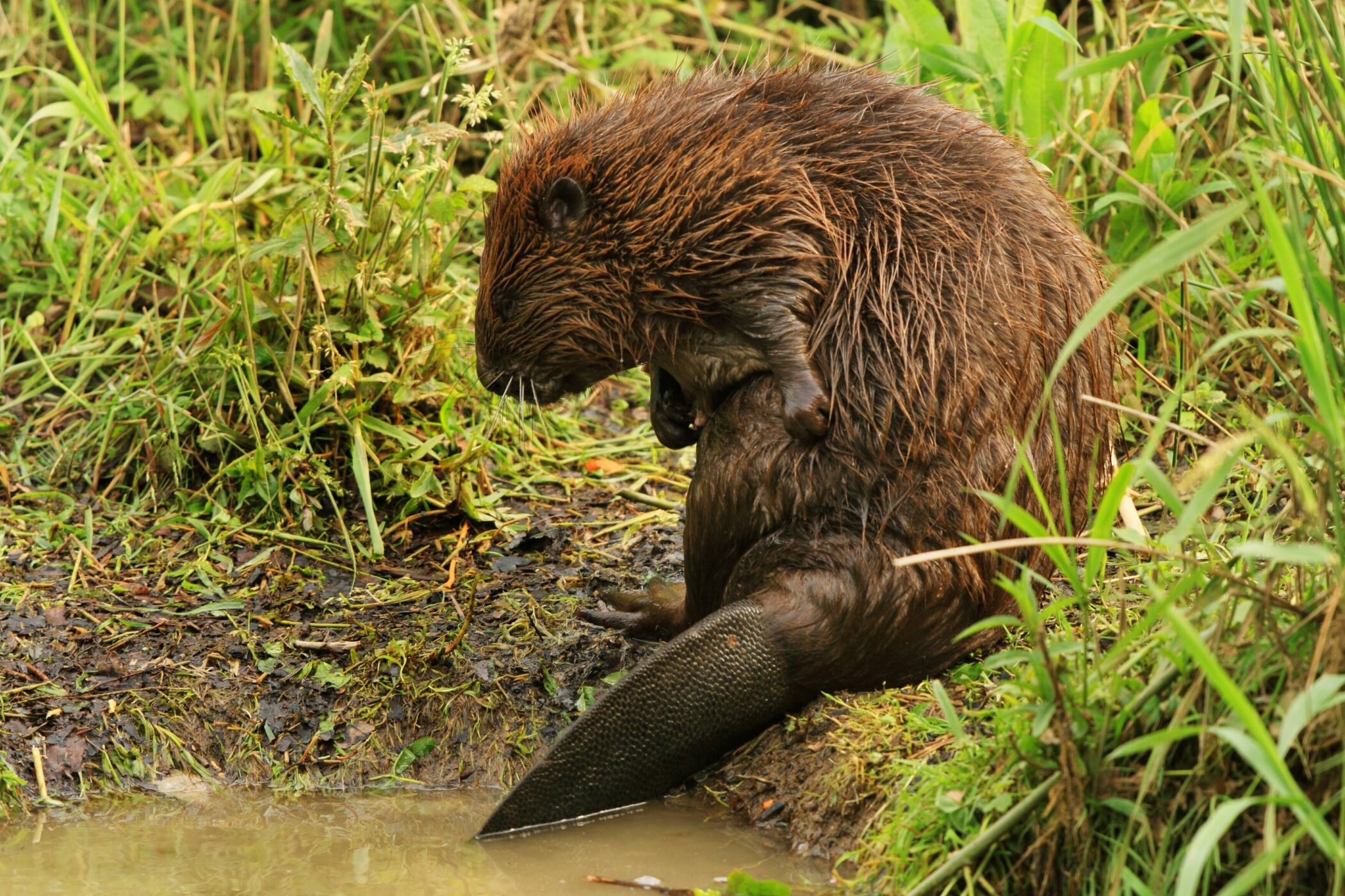 Biber sitzt am Rand eines Teiches mit erhobenem Vorderbein.