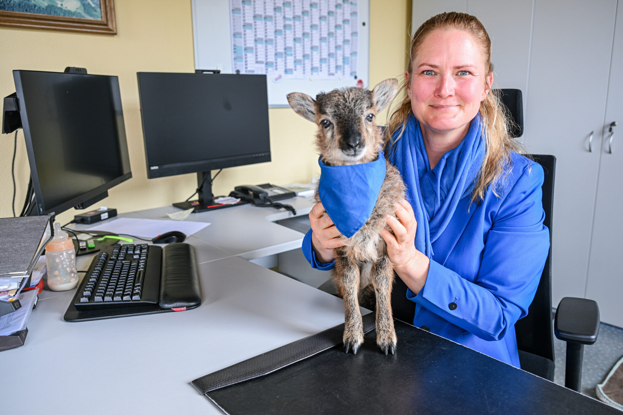 Frau in blauem Anzug hält ein Lamm mit blauem Halstuch im Büro.