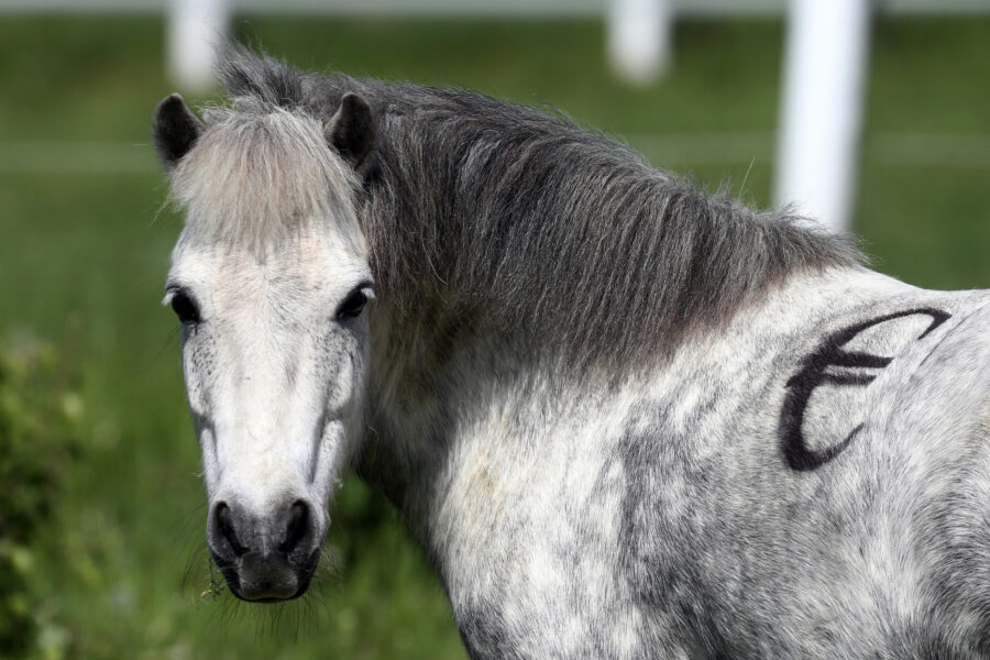 Graues Pony mit Mähne, schwarzem Markierungszeichen auf der Flanke im Grünen.