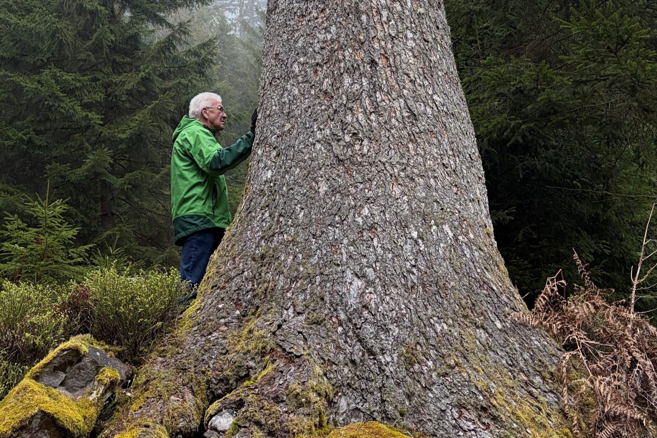 Eine Person in grüner Jacke steht neben einem großen Baum im Wald.