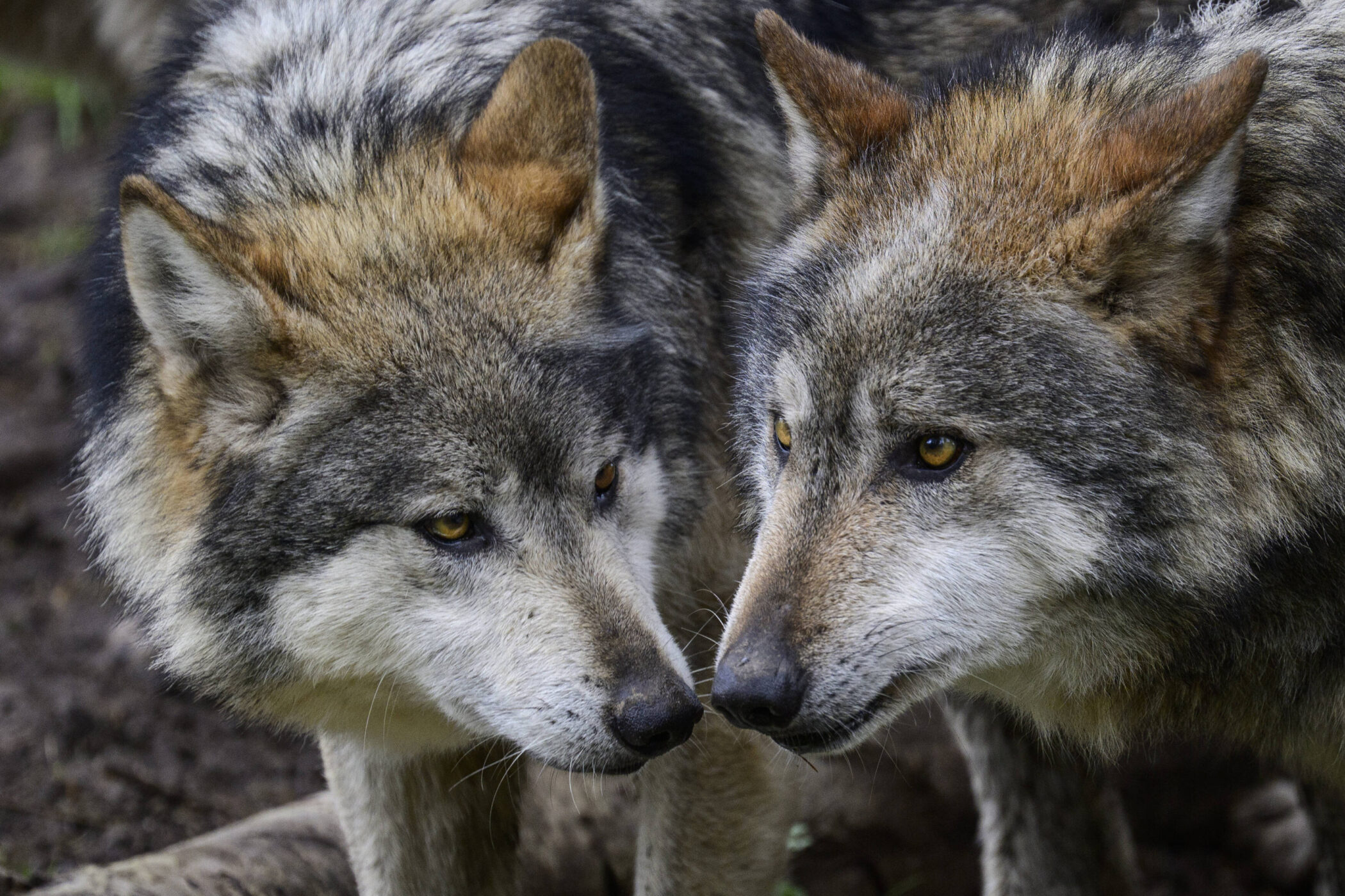 Zwei Wölfe mit grauem Fell blicken sich aus nächster Nähe an.
