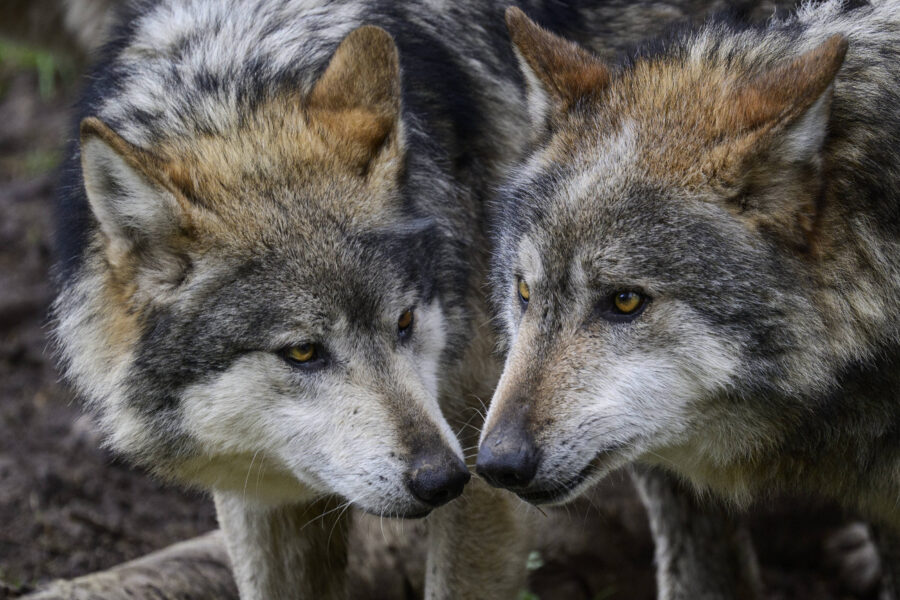 Zwei Wölfe mit grauem Fell blicken sich aus nächster Nähe an.