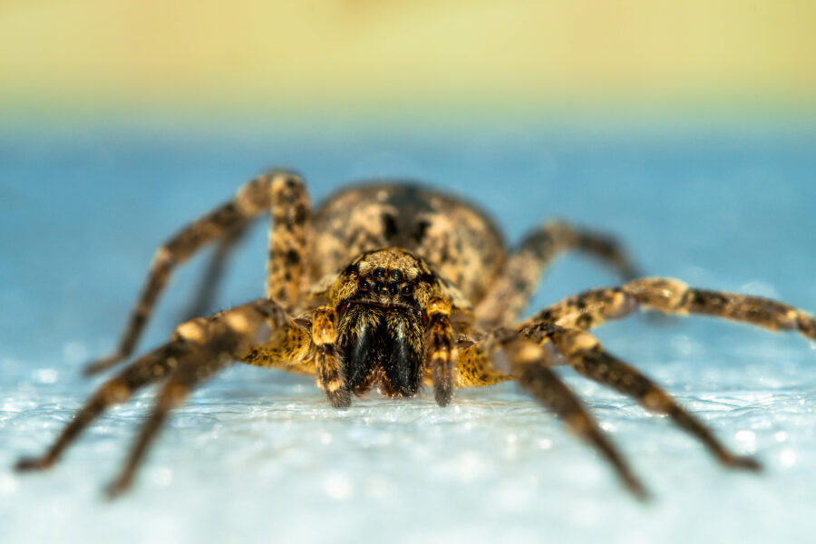 Nahaufnahme einer braunen Spinne auf blauer Oberfläche.