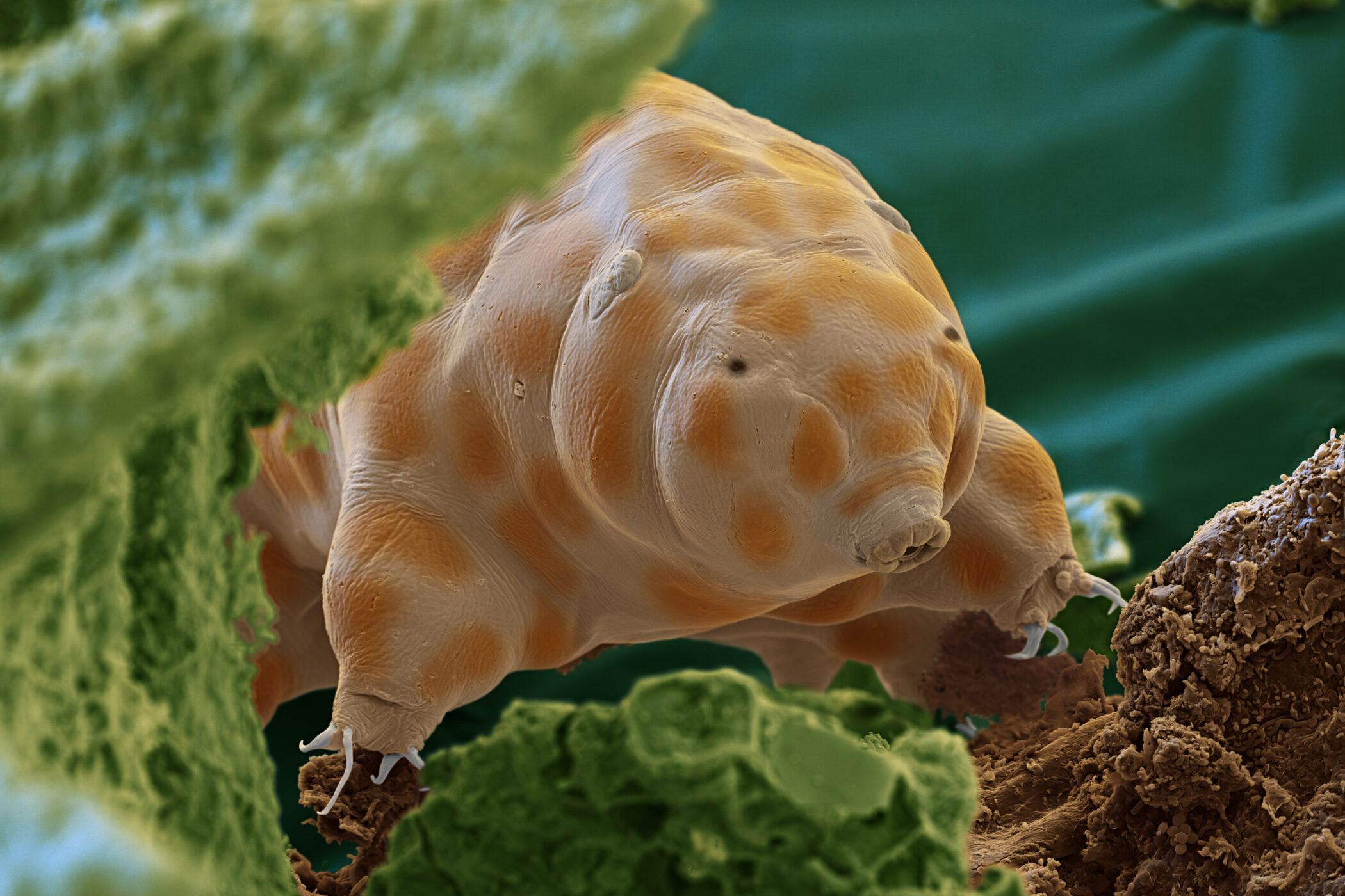 Nahaufnahme eines Bärtierchens zwischen grünen und braunen Strukturen.