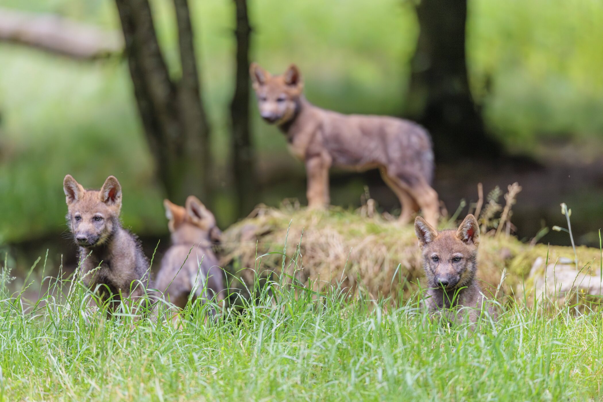 Vier Wolfswelpen im Gras, Wald im Hintergrund.