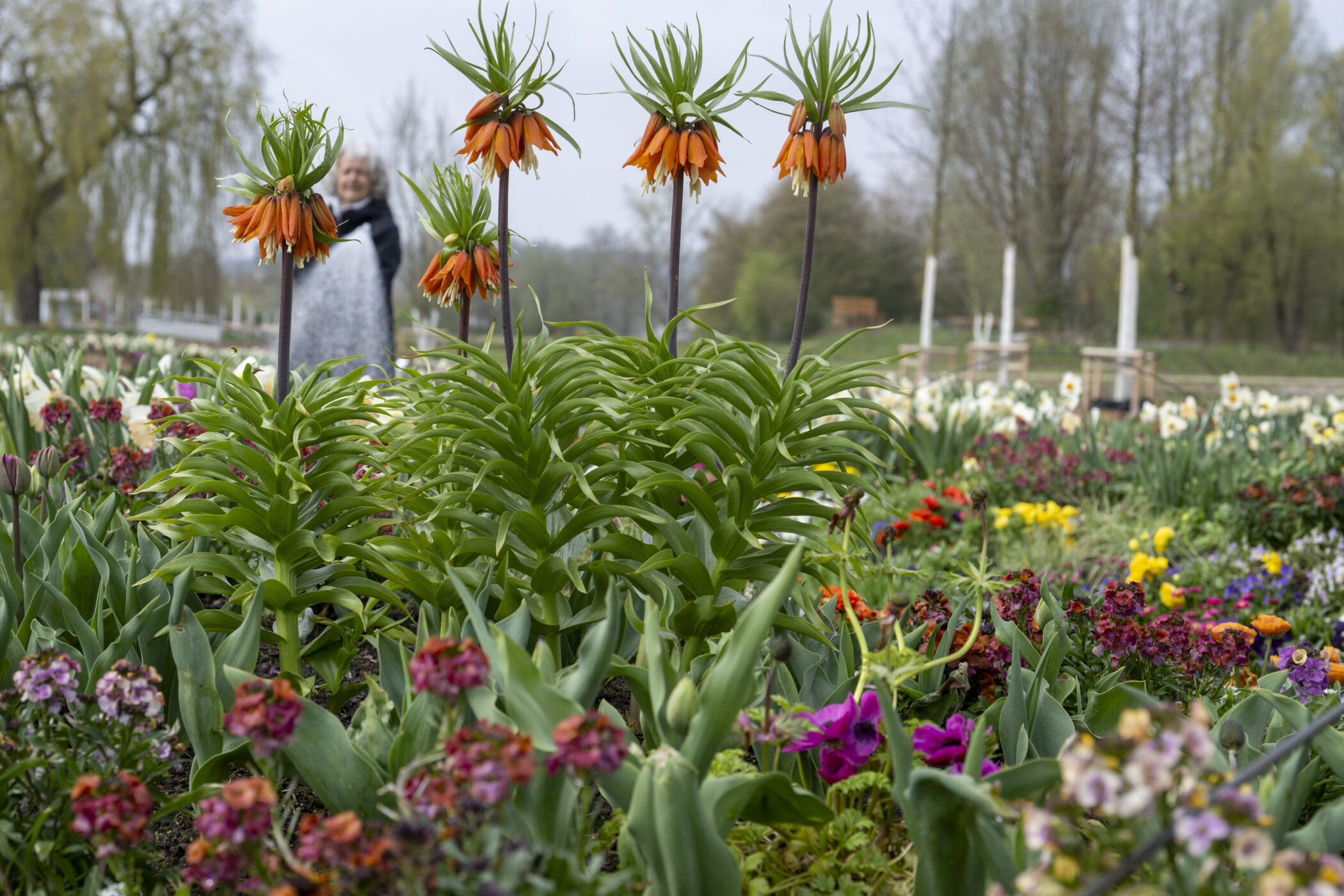 Blumenbeet mit orangefarbenen Blüten im Vordergrund, Person im Hintergrund.