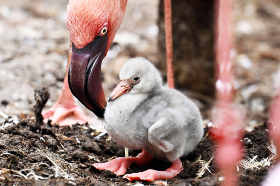 Ein Flamingo-Küken sitzt neben einem erwachsenen Flamingo im Nest.