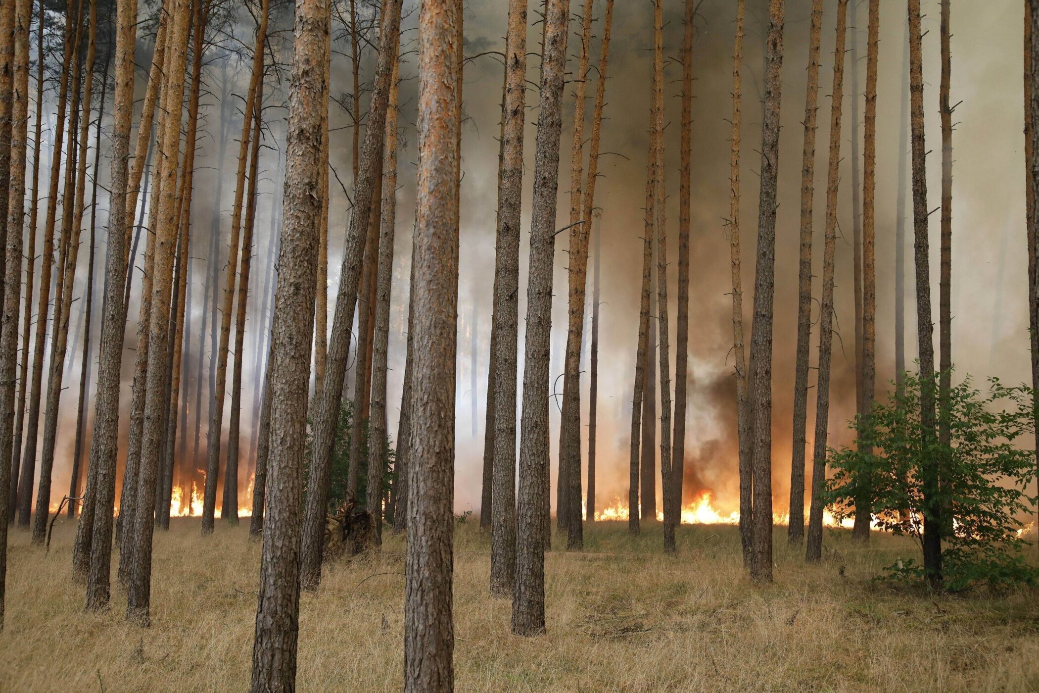 Rauch und Flammen im Kiefernwald, trockener Boden, vereinzelte grüne Büsche.