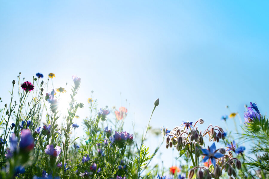 Bunte Wildblumenwiese bei Tageslicht vor blauem Himmel.