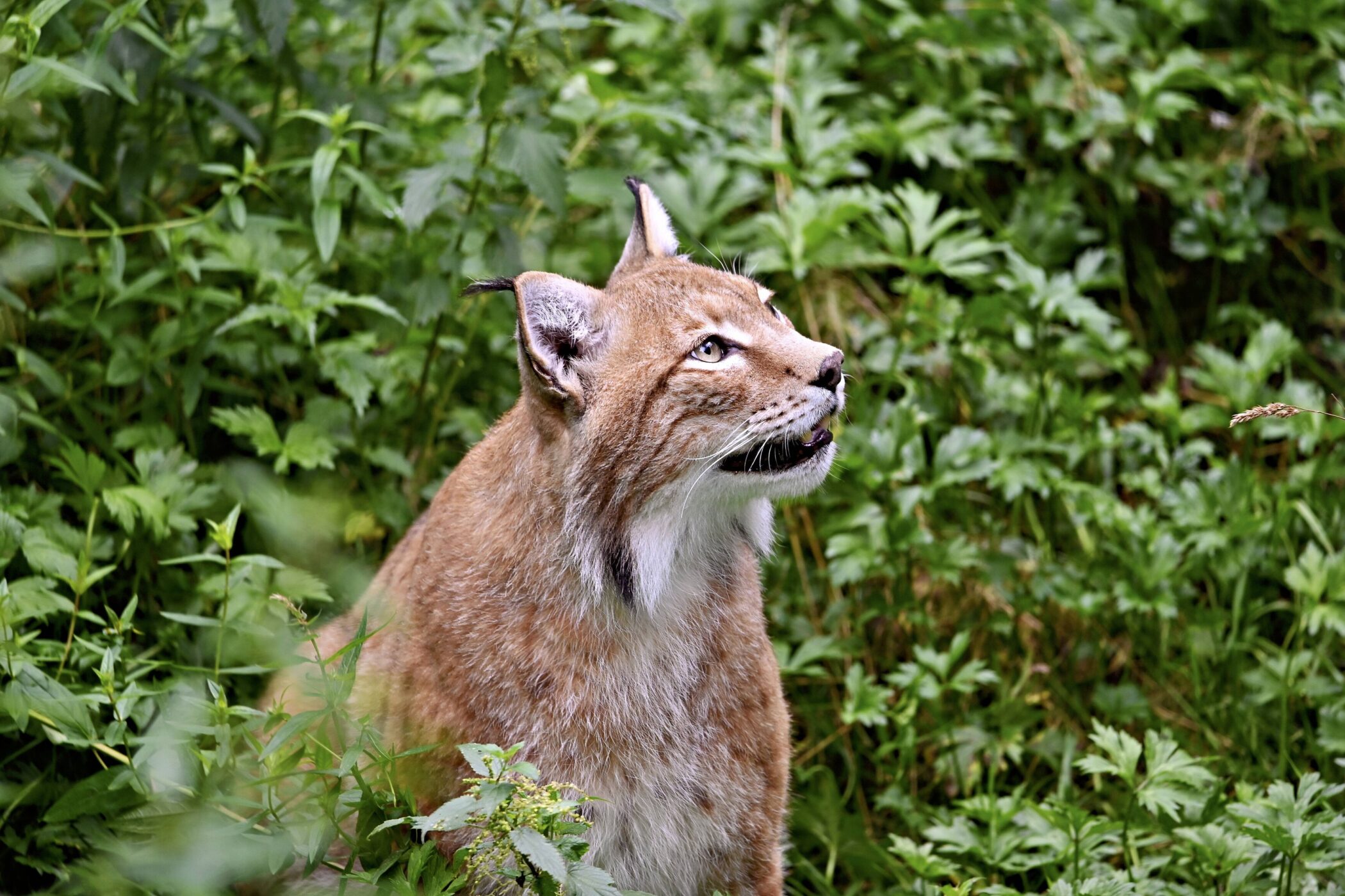 Luchs sitzt im grünen Gebüsch und schaut nach oben.