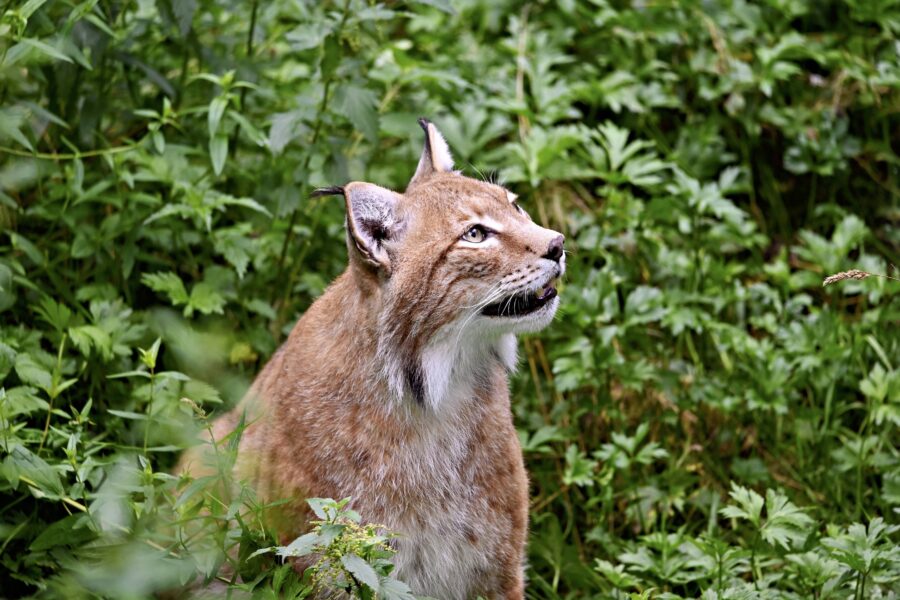 Luchs sitzt im grünen Gebüsch und schaut nach oben.
