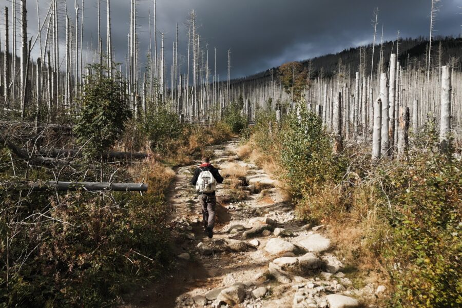 Person wandert auf steinigem Pfad durch abgestorbenen Wald unter bewölktem Himmel.