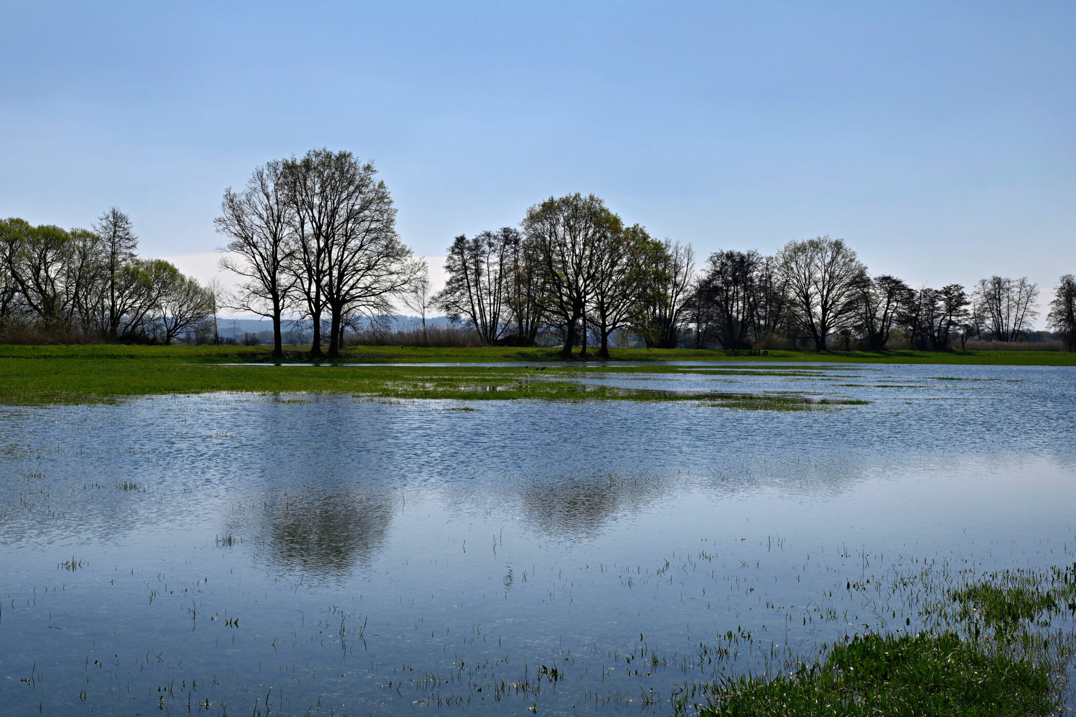 Bäume auf einer überschwemmten Wiese unter blauem Himmel, Wasserreflexion sichtbar.