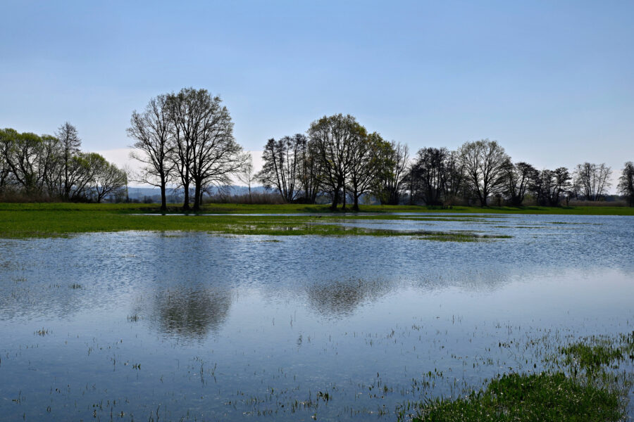 Bäume auf einer überschwemmten Wiese unter blauem Himmel, Wasserreflexion sichtbar.