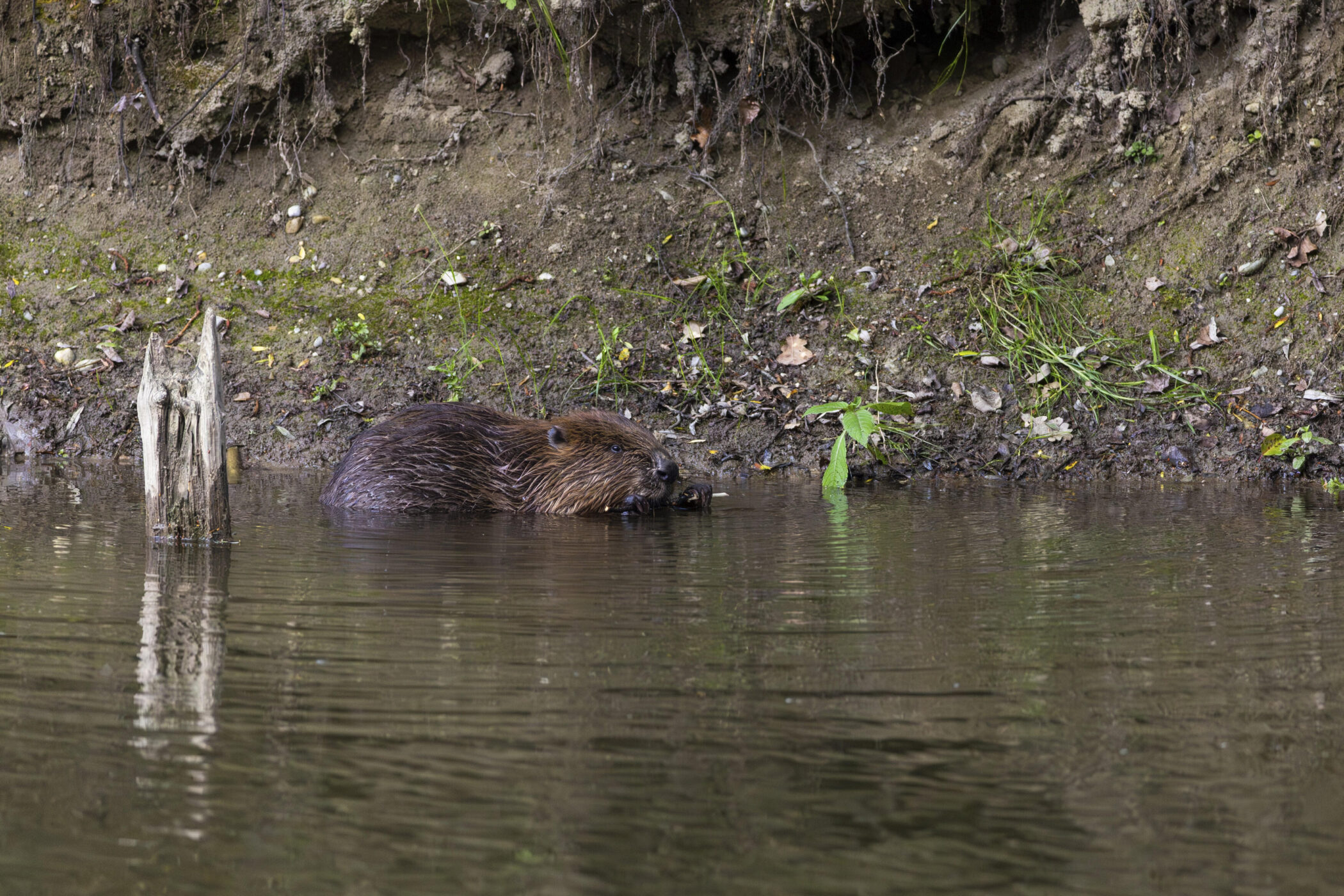 Biber schwimmt im Wasser nahe eines Ufers mit Gras und Erde. Baumstumpf ragt aus dem Wasser.