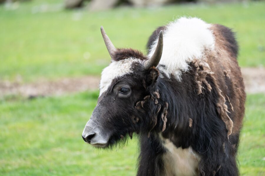 Schwarz-weißes Tier mit Hörnern auf einer Wiese.