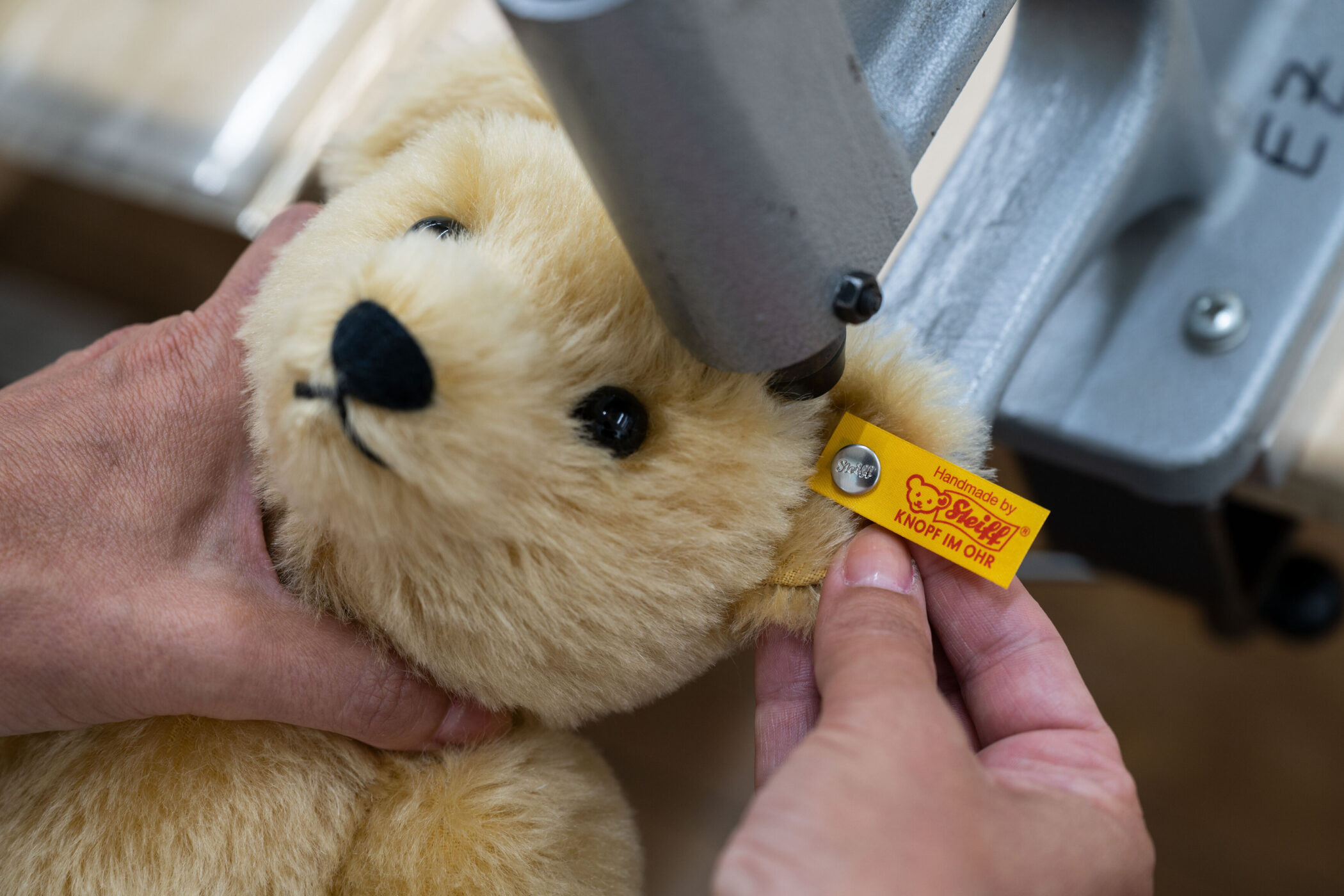 Zwei Hände halten einen Plüschteddy mit Steiff-Label am Ohr.