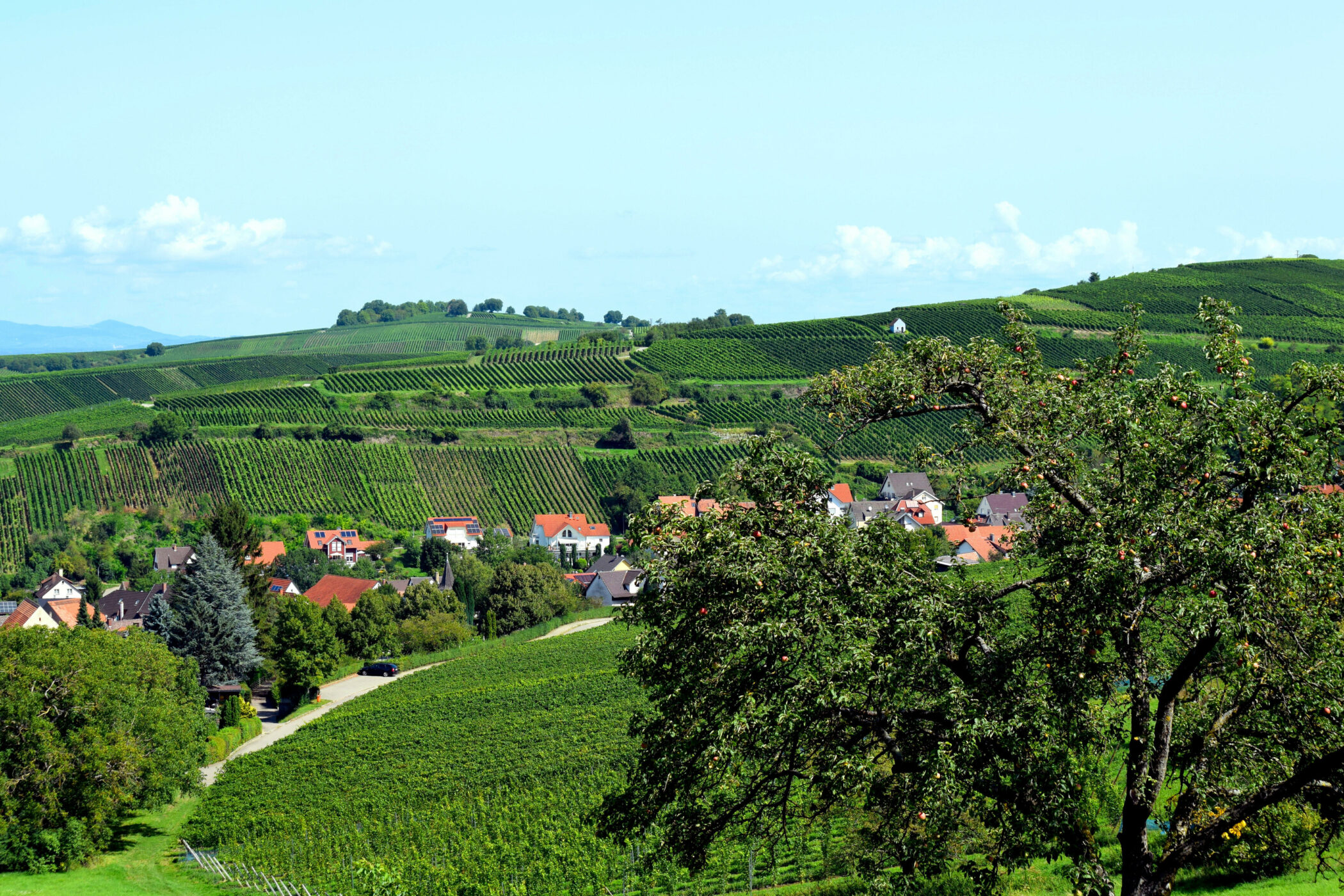 Weinberge, Dorf mit roten Dächern im Hintergrund, große Bäume im Vordergrund.