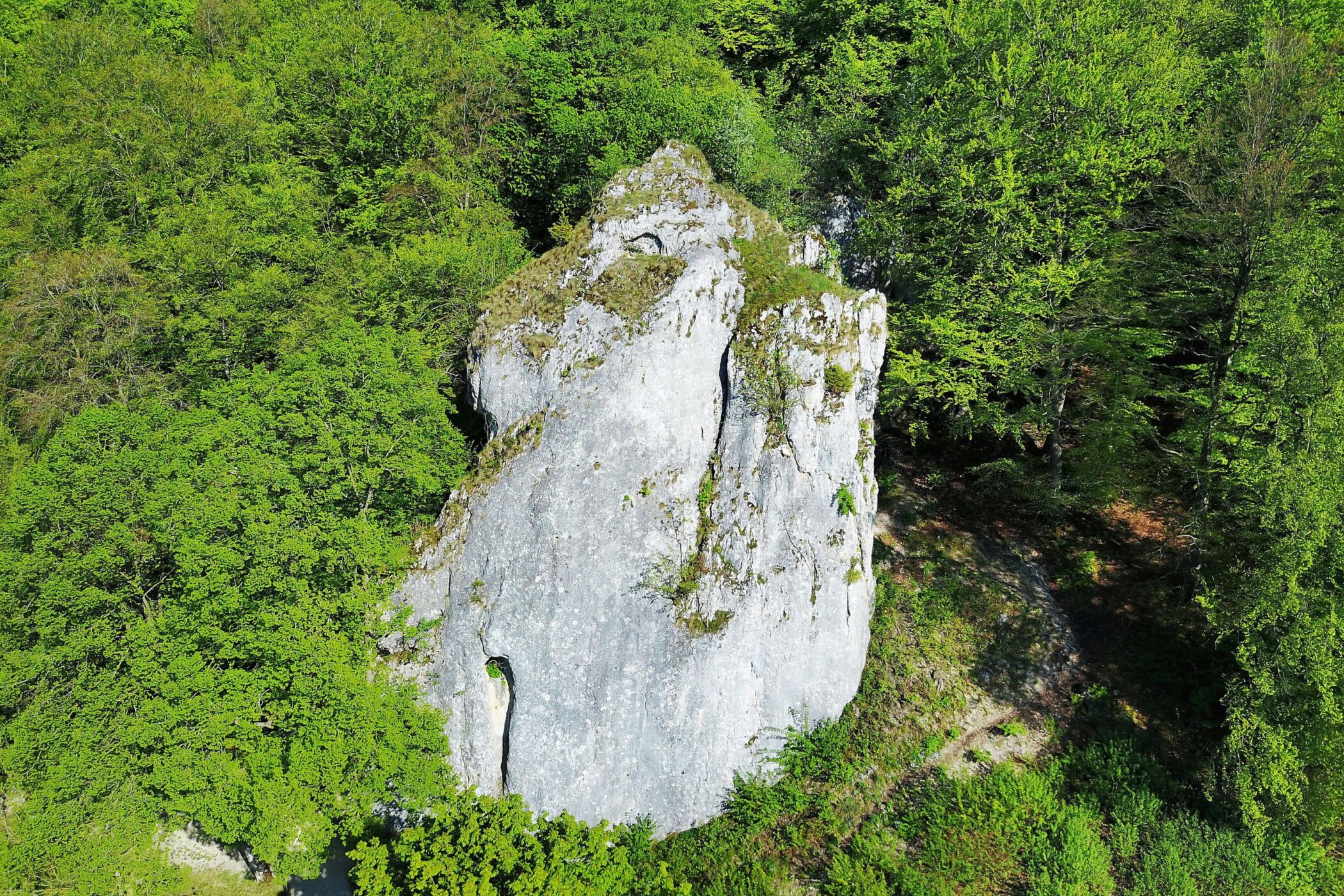 Großer Felsen umgeben von dichtem, grünem Wald.