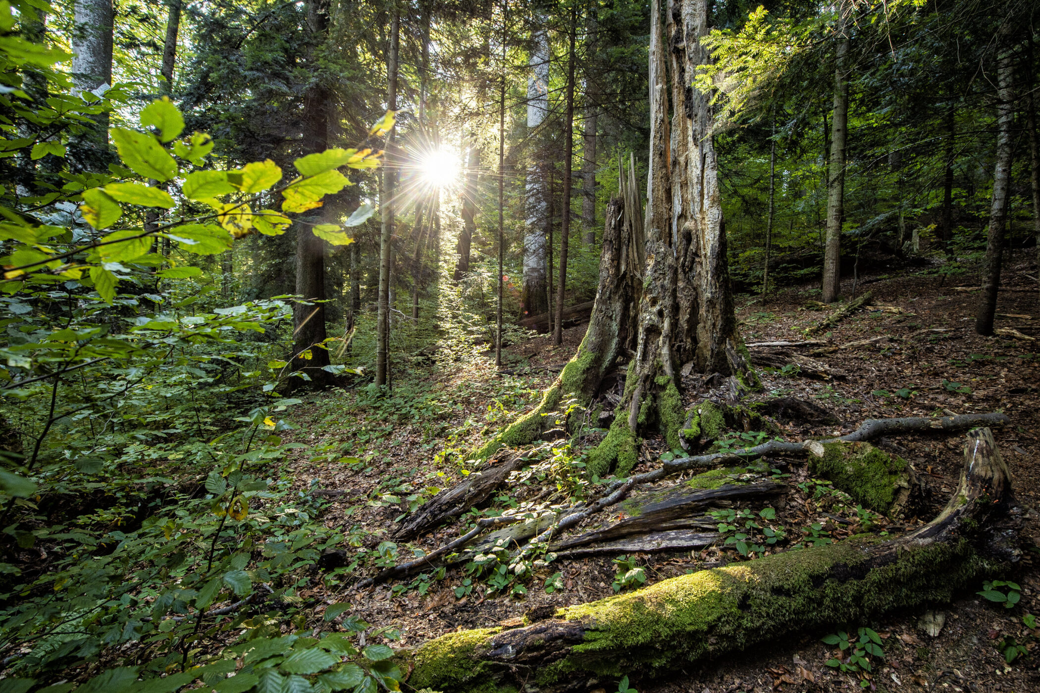 Sonnenlicht strömt durch Bäume in einem grünen Wald mit Moos und Blättern.