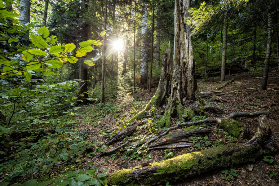 Sonnenlicht strömt durch Bäume in einem grünen Wald mit Moos und Blättern.
