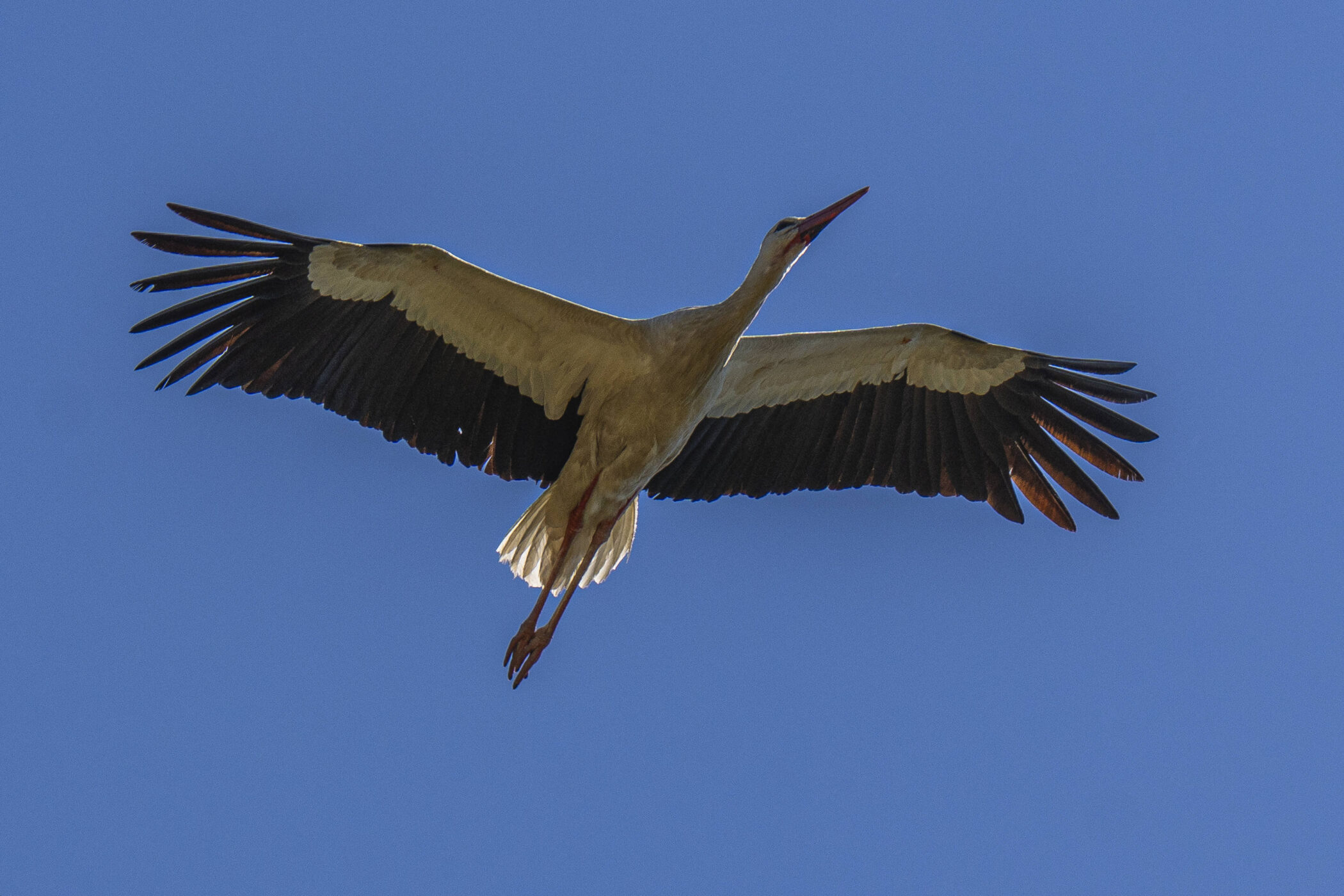 Weißer Storch mit ausgebreiteten Flügeln am Himmel.