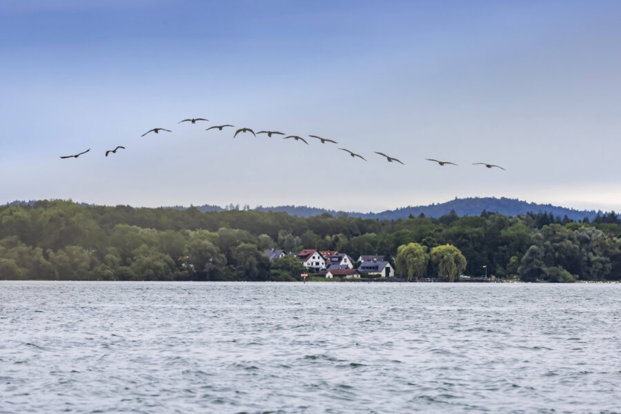 Vögel fliegen über See und Häuser vor bewaldeten Hügeln.