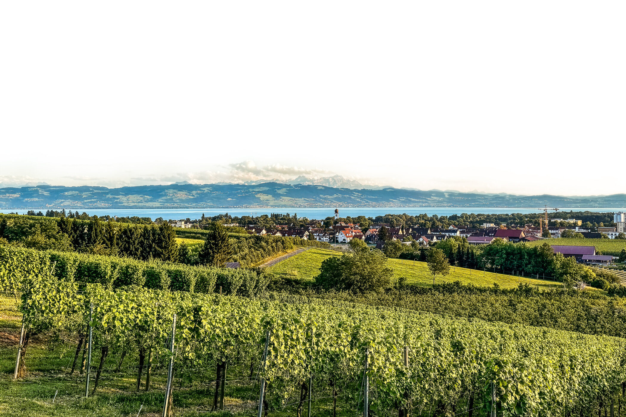 Weinberge mit Blick auf ein Dorf, Wasser und Berge im Hintergrund.