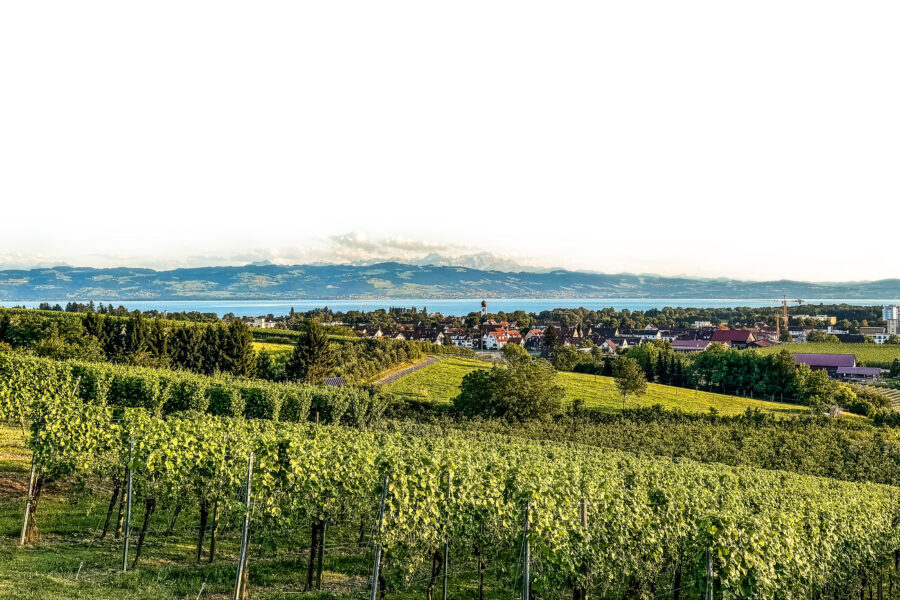 Weinberge mit Blick auf ein Dorf, Wasser und Berge im Hintergrund.
