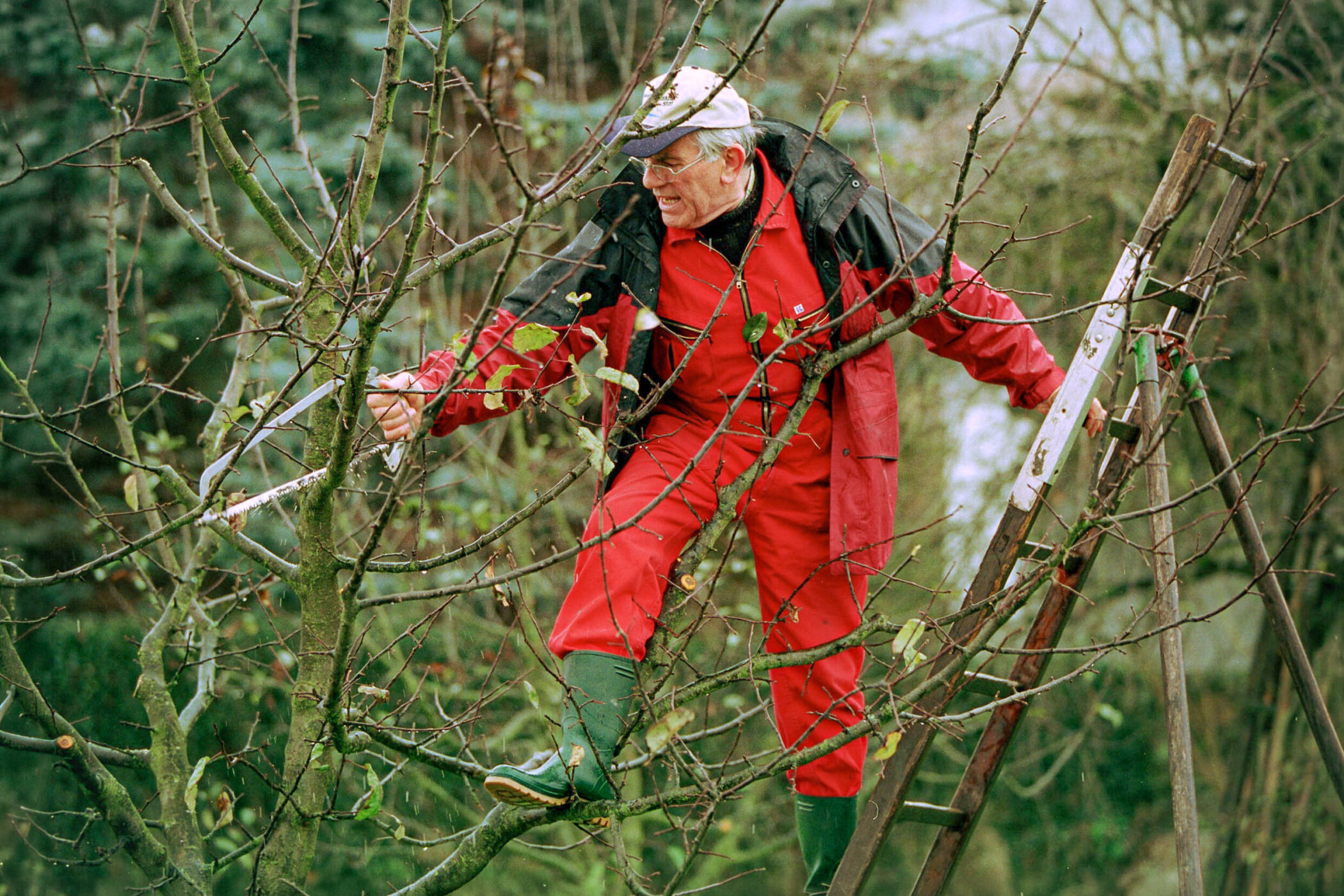 Person in roter Arbeitskleidung schneidet Äste auf Leiter im Baum.