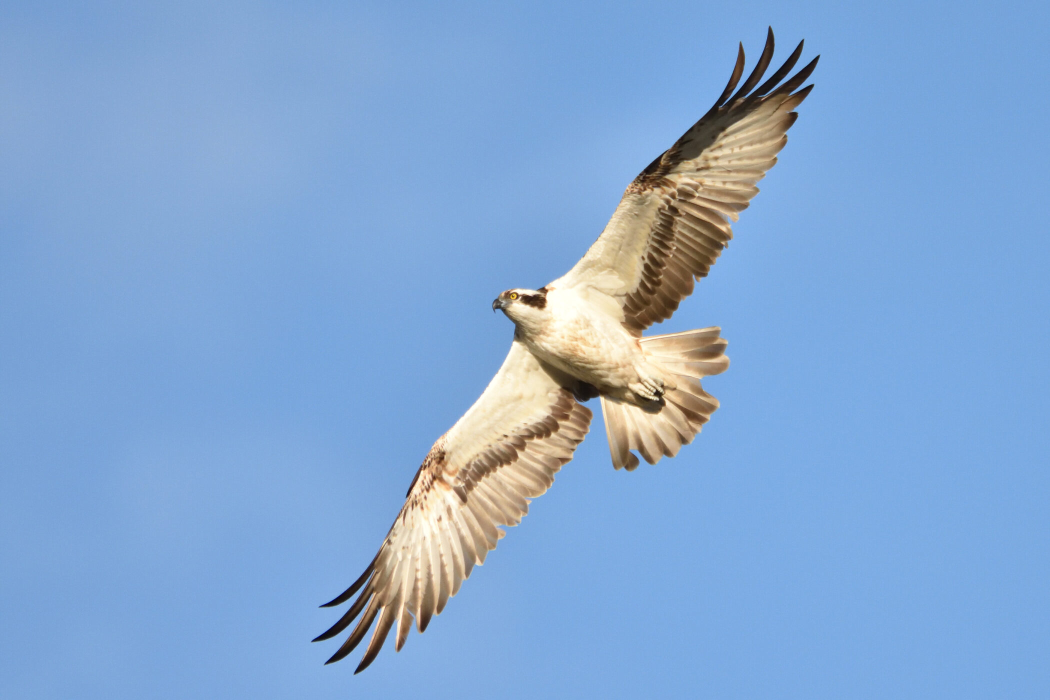 Vogel mit ausgebreiteten Flügeln vor blauem Himmel.