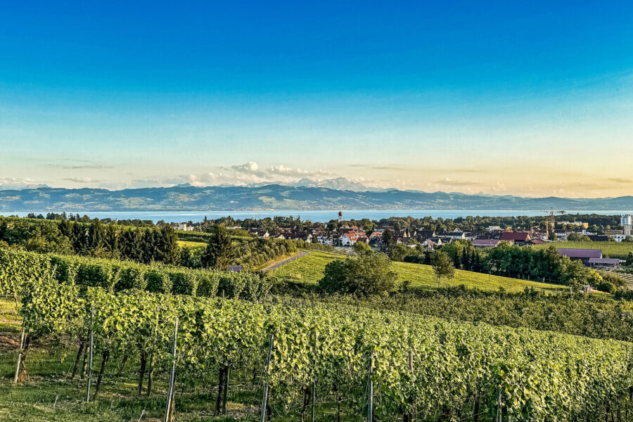 Weinberg mit Dorf im Tal, dahinter ein großer See und eine Bergkette am Horizont.