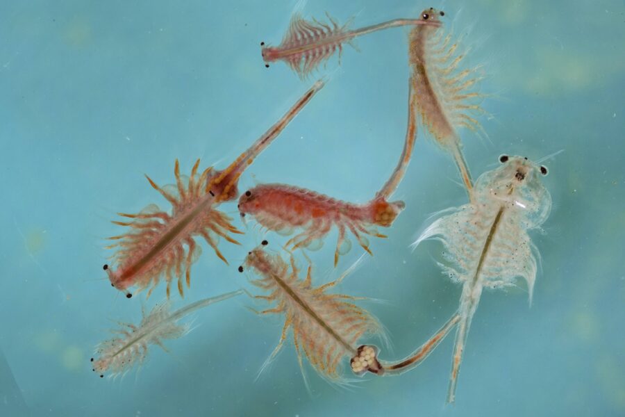 Acht kleine, durchscheinende Krebse im Wasser mit bläulichem Hintergrund.