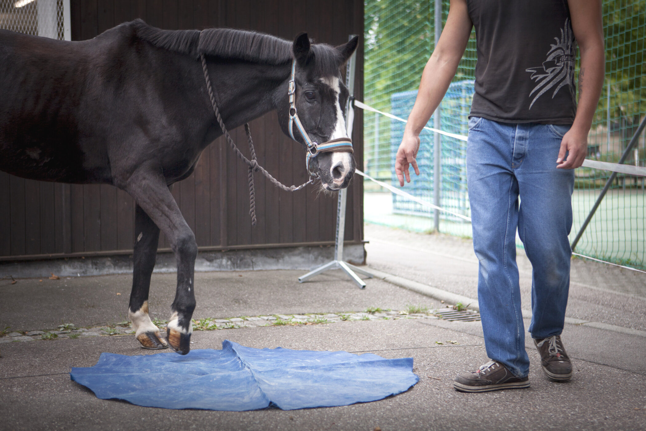 Ein Pferd hebt ein Bein, ein Mensch steht daneben. Blauer Stoff auf dem Boden.