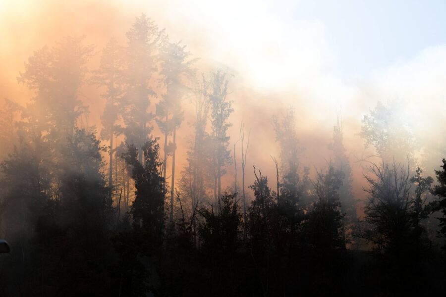Bäume im Nebel vor einem orange-grauen Himmel.