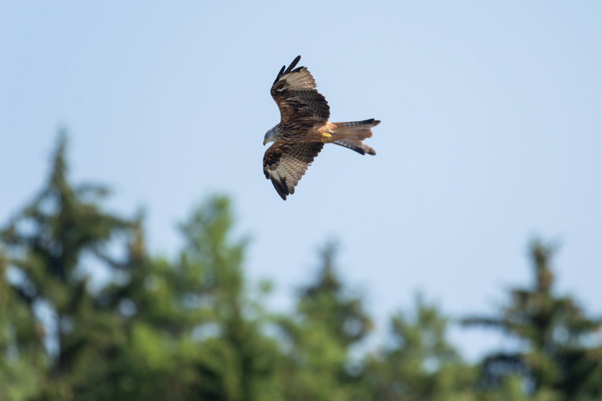 Vogel im Flug vor verschwommenen grünen Bäumen und blauem Himmel.