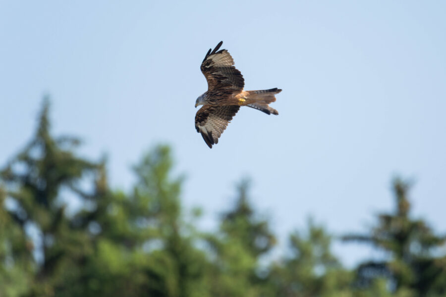 Vogel im Flug vor verschwommenen grünen Bäumen und blauem Himmel.
