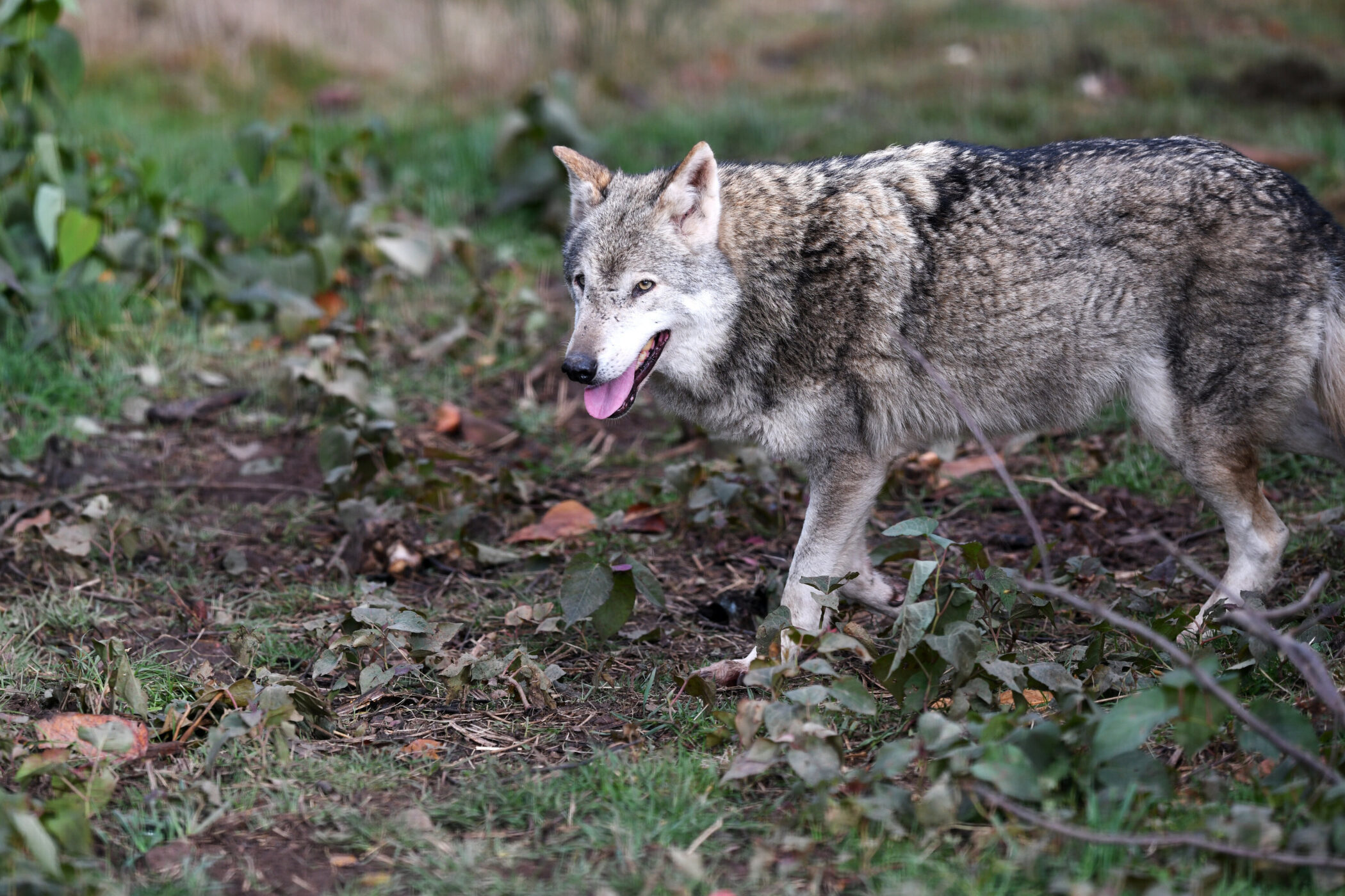 Wolf läuft auf grasbewachsenem Boden mit Laub und Pflanzen.