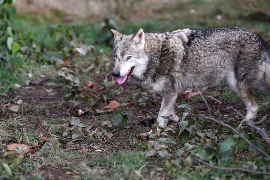 Wolf läuft auf grasbewachsenem Boden mit Laub und Pflanzen.