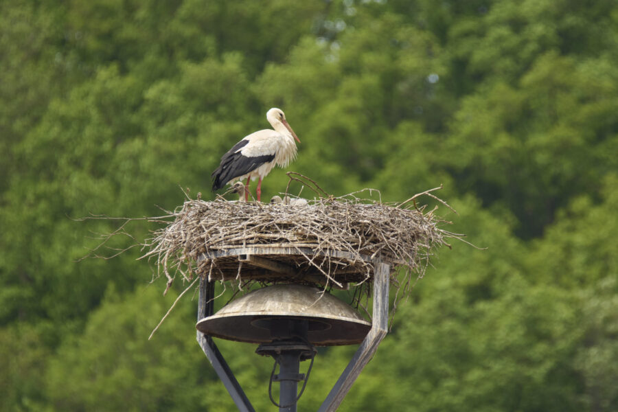 Storch steht auf Nest aus Zweigen auf einem Mast, mit grünem Hintergrund.