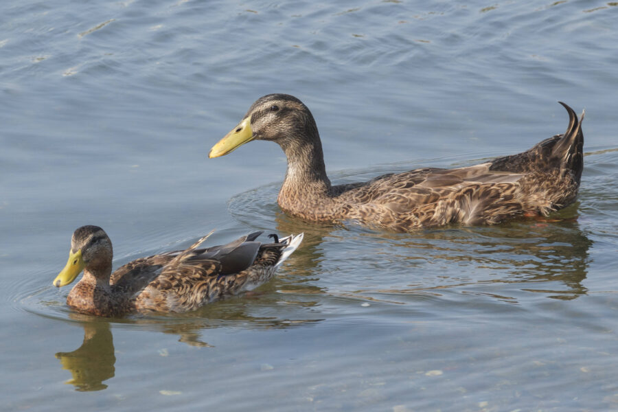 Zwei Enten mit braunem Gefieder schwimmen im Wasser.