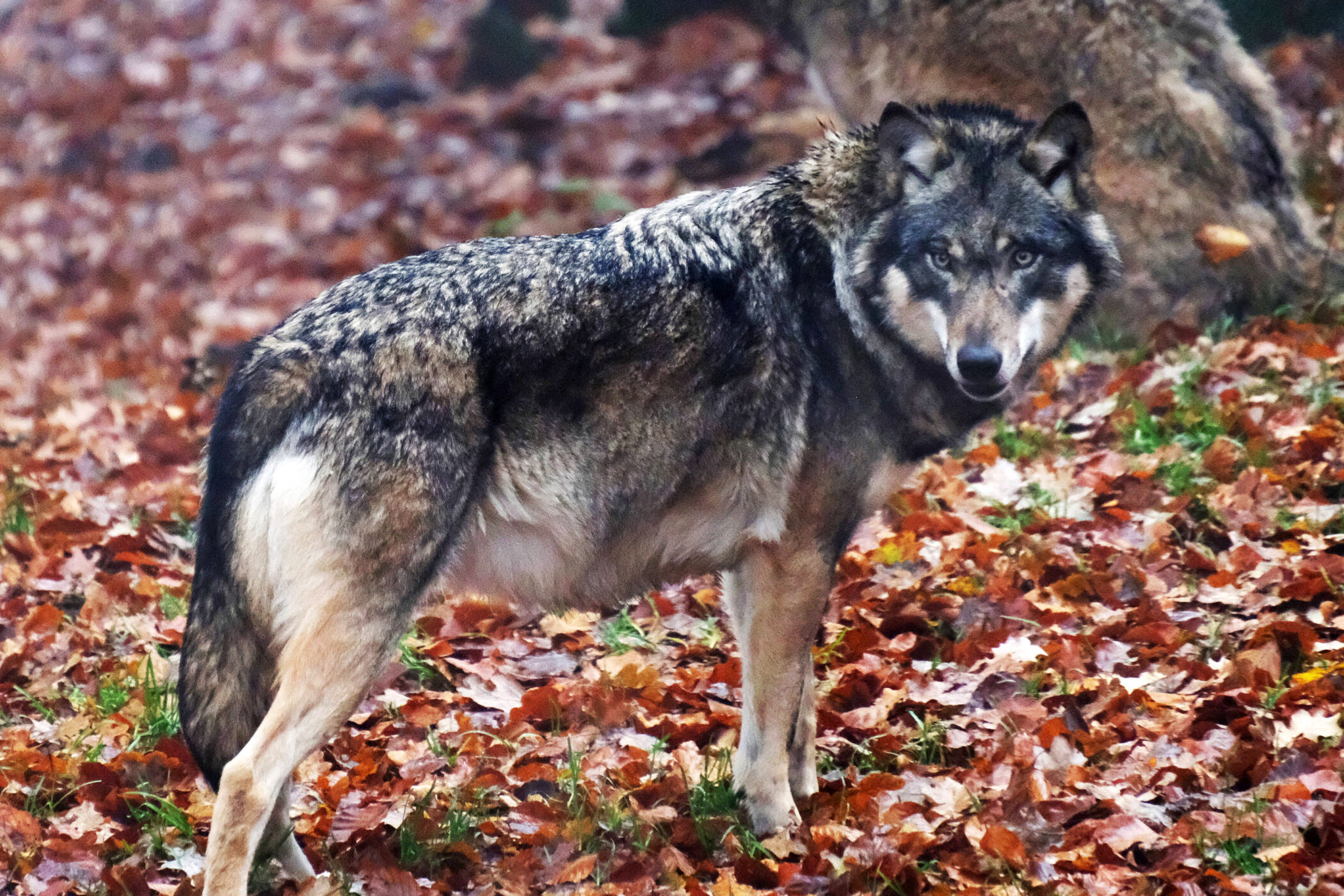 Ein Wolf steht auf Herbstblättern, ein weiterer im Hintergrund.