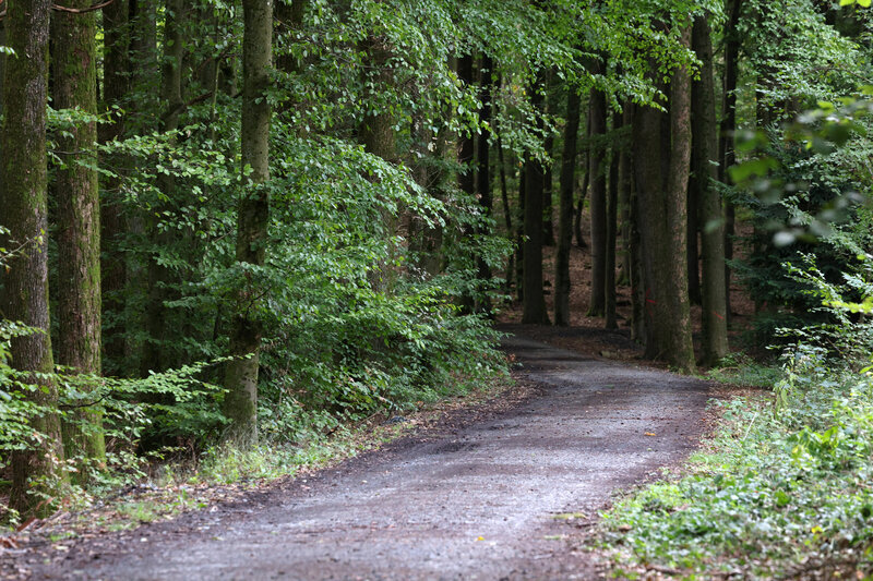 Waldweg, gesäumt von grünen Bäumen.